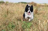 BORDER COLLIE 269